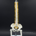 Baixo custo com modelo de coluna lombar de vértebras de cauda